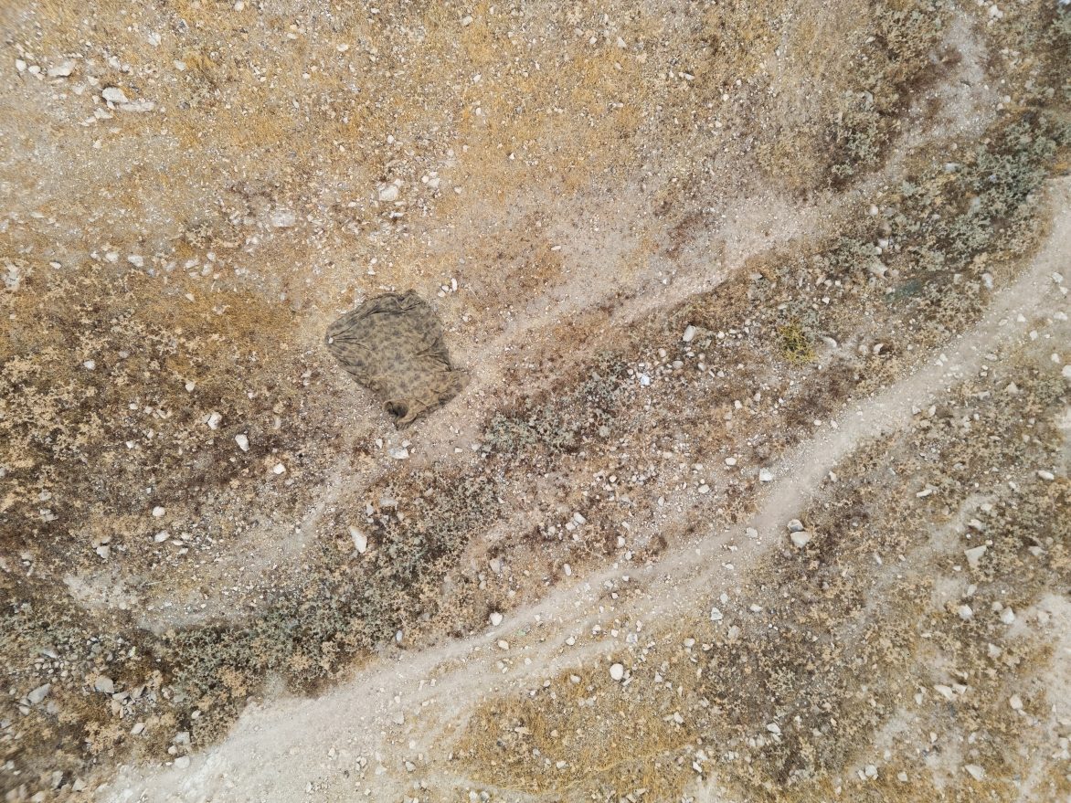 ROKA — דפנה שטיינמן